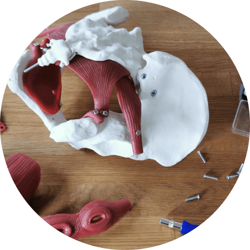 Anatomic model of a pelvic floor